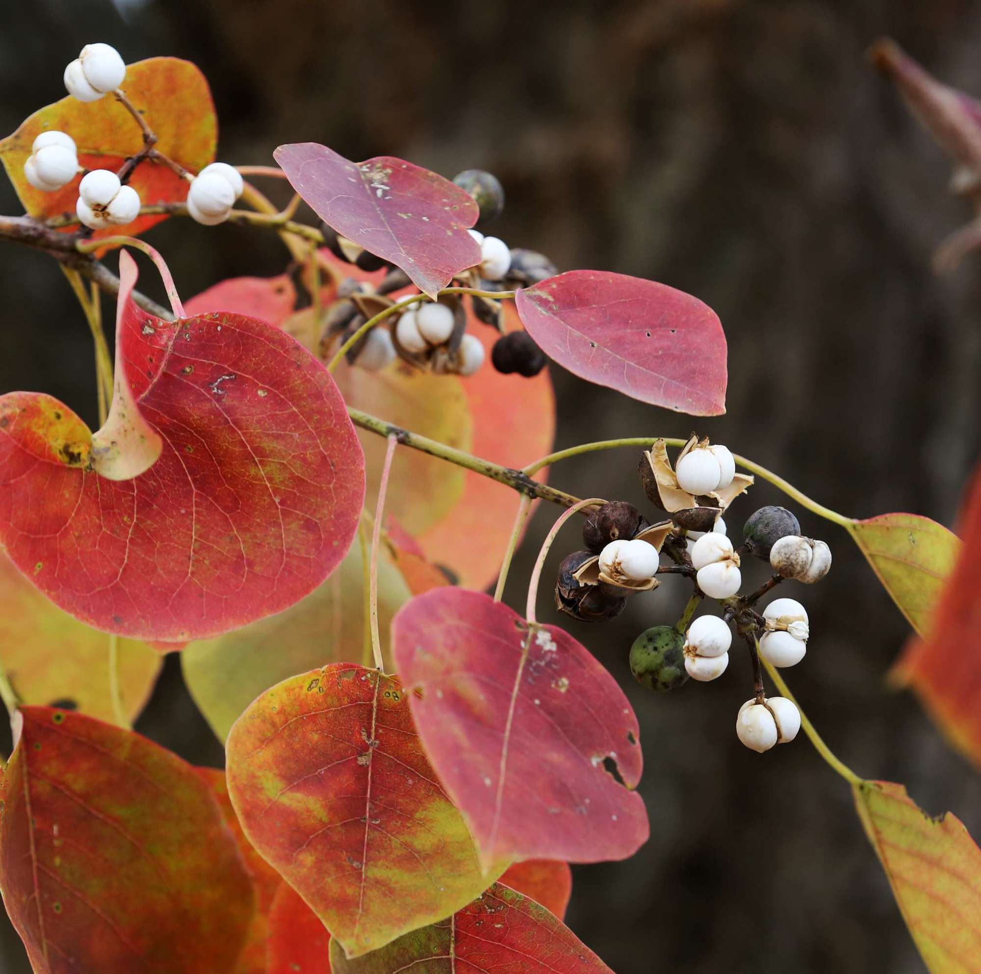 jiuyou官网入口-鈭瀀3xckwt1ztoa2da鈭